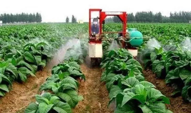 什么是生物型叶面肥？